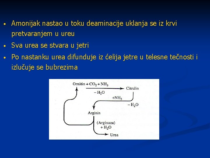  • Amonijak nastao u toku deaminacije uklanja se iz krvi pretvaranjem u ureu