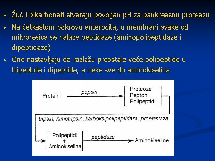  • Žuč i bikarbonati stvaraju povoljan p. H za pankreasnu prote azu •