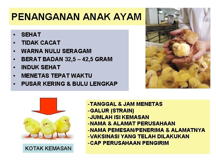 PENANGANAN ANAK AYAM • • SEHAT TIDAK CACAT WARNA NULU SERAGAM BERAT BADAN 32,