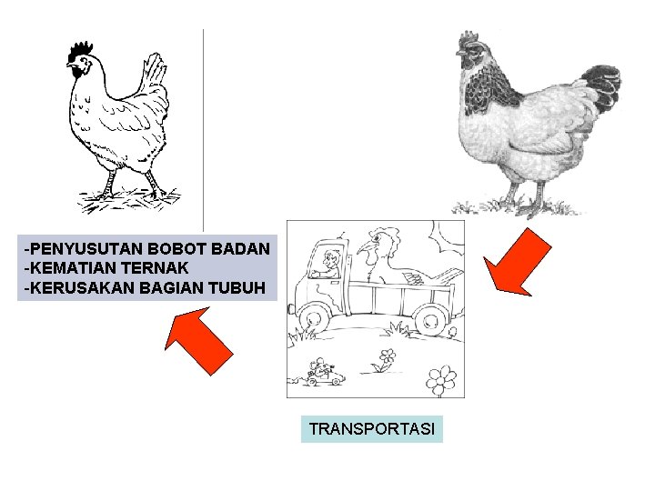 -PENYUSUTAN BOBOT BADAN -KEMATIAN TERNAK -KERUSAKAN BAGIAN TUBUH TRANSPORTASI 