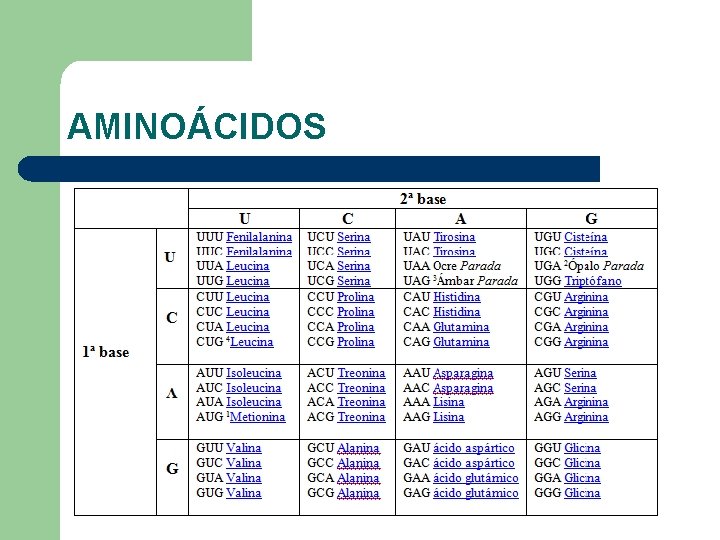 AMINOÁCIDOS AMINOÁCIDOS