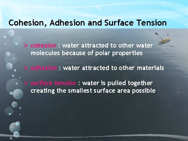 Cohesion, Adhesion and Surface Tension Ø cohesion : water attracted to other water molecules