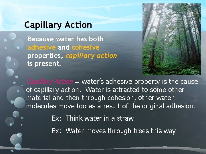 Capillary Action Because water has both adhesive and cohesive properties, capillary action is present.