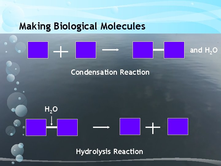 Making Biological Molecules and H 2 O Condensation Reaction H 2 O Hydrolysis Reaction