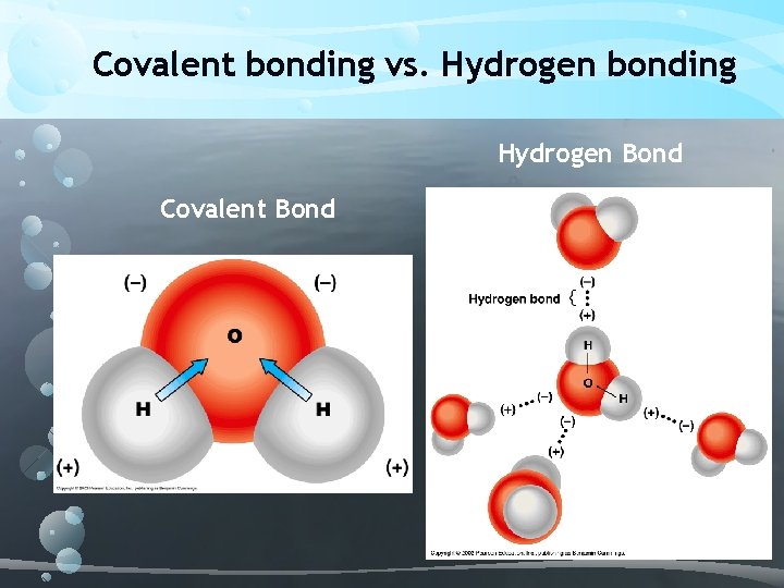 Covalent bonding vs. Hydrogen bonding Hydrogen Bond Covalent Bond 