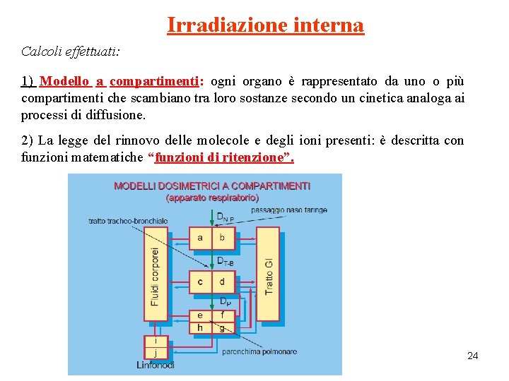 Irradiazione interna Calcoli effettuati: 1) Modello a compartimenti: ogni organo è rappresentato da uno