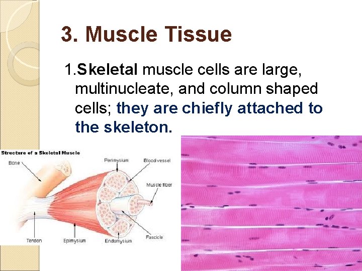 3. Muscle Tissue 1. Skeletal muscle cells are large, multinucleate, and column shaped cells;
