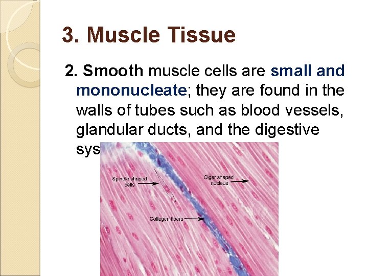 3. Muscle Tissue 2. Smooth muscle cells are small and mononucleate; they are found