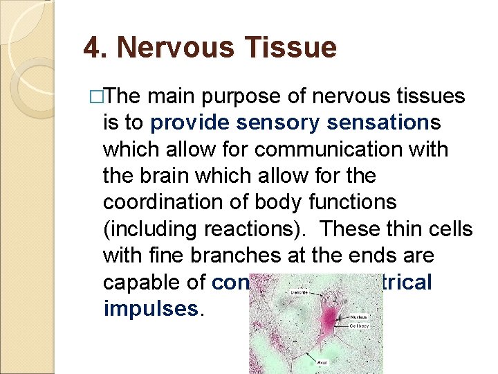 4. Nervous Tissue �The main purpose of nervous tissues is to provide sensory sensations