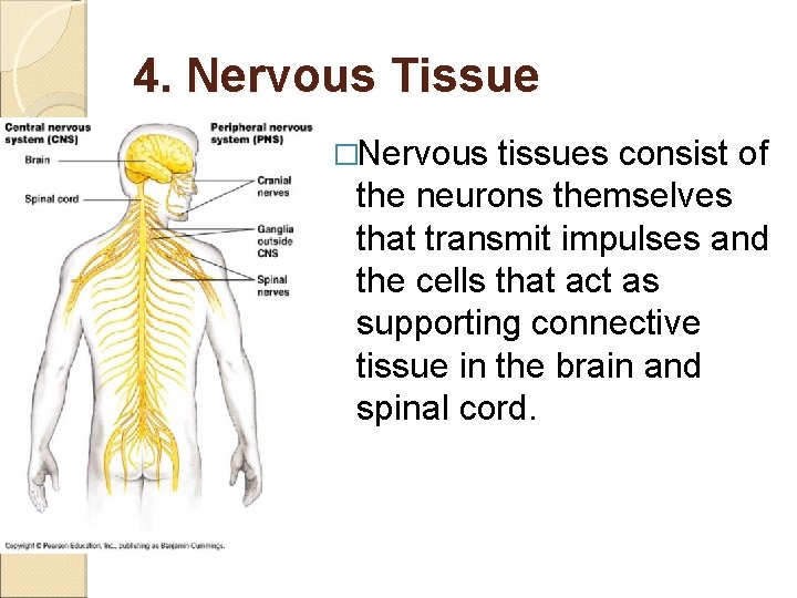 4. Nervous Tissue �Nervous tissues consist of the neurons themselves that transmit impulses and