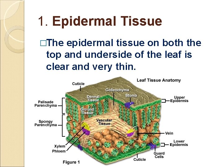 1. Epidermal Tissue �The epidermal tissue on both the top and underside of the