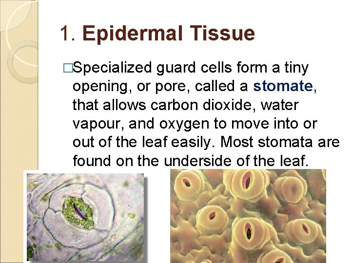 1. Epidermal Tissue �Specialized guard cells form a tiny opening, or pore, called a