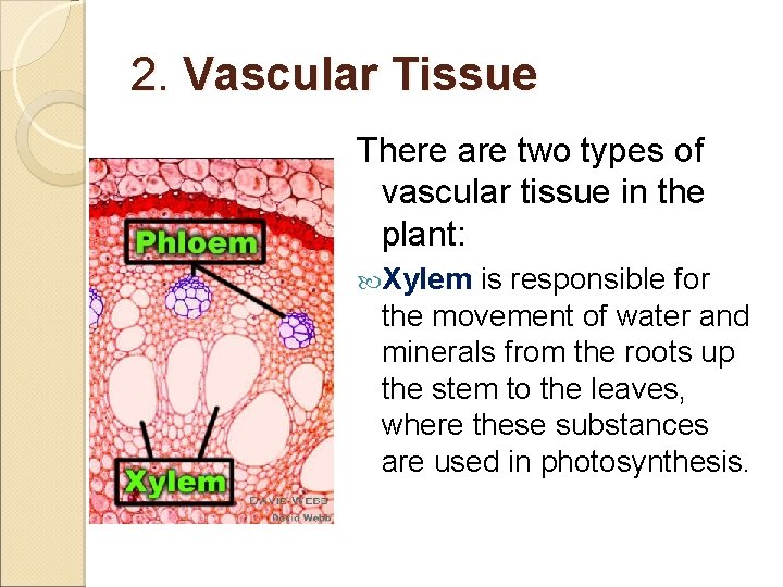 2. Vascular Tissue There are two types of vascular tissue in the plant: Xylem