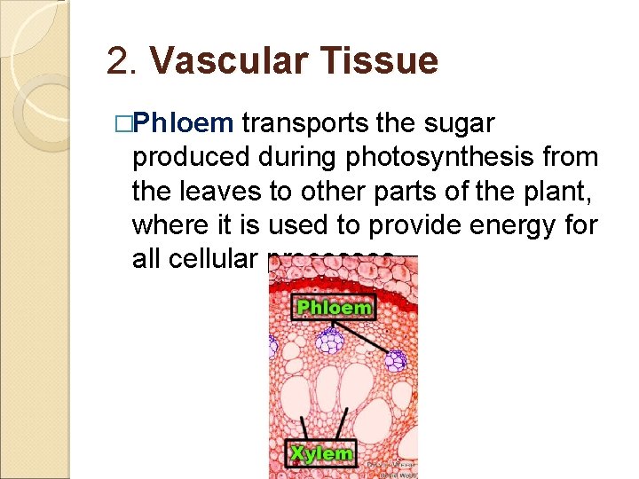 2. Vascular Tissue �Phloem transports the sugar produced during photosynthesis from the leaves to