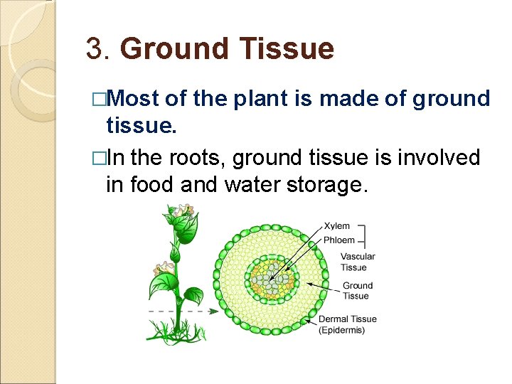 3. Ground Tissue �Most of the plant is made of ground tissue. �In the