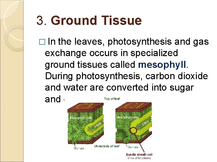 3. Ground Tissue � In the leaves, photosynthesis and gas exchange occurs in specialized