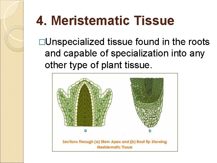 4. Meristematic Tissue �Unspecialized tissue found in the roots and capable of specialization into