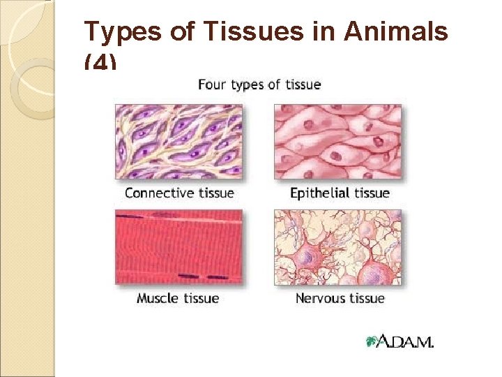 Types of Tissues in Animals (4) 