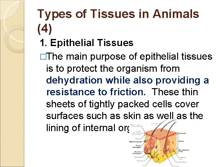 Types of Tissues in Animals (4) 1. Epithelial Tissues �The main purpose of epithelial