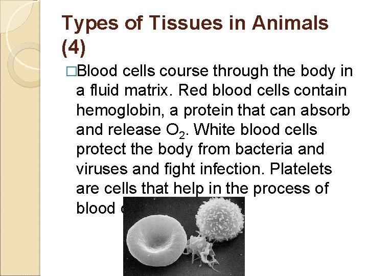 Types of Tissues in Animals (4) �Blood cells course through the body in a