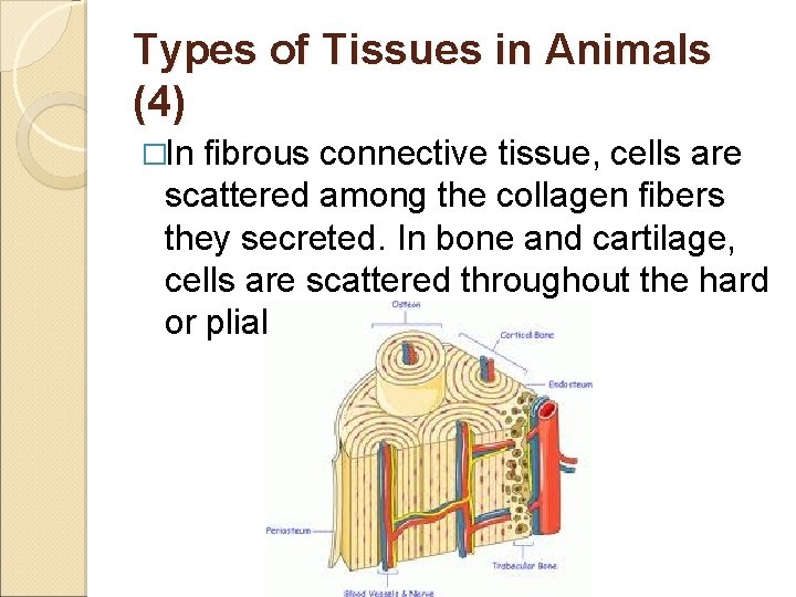 Types of Tissues in Animals (4) �In fibrous connective tissue, cells are scattered among