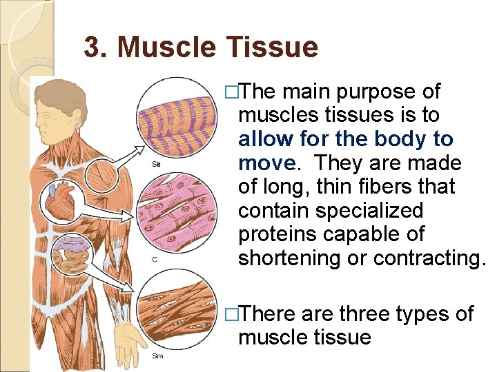 3. Muscle Tissue �The main purpose of muscles tissues is to allow for the