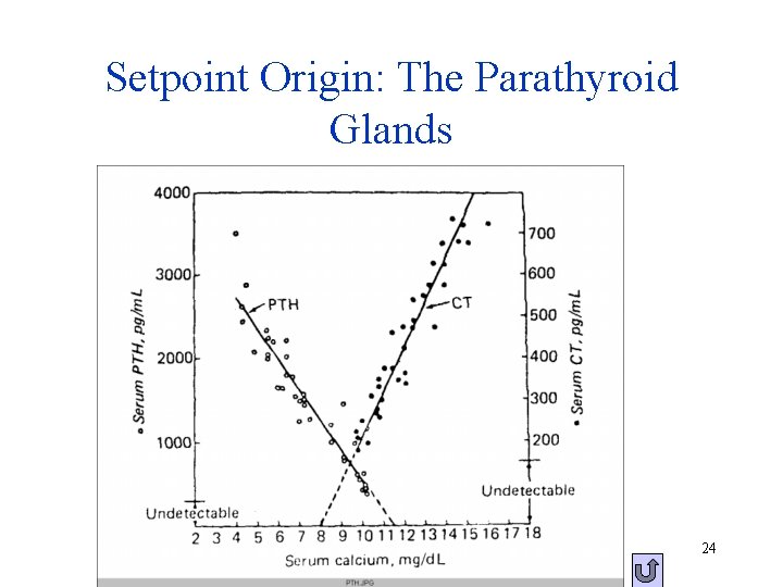 Setpoint Origin: The Parathyroid Glands 24 