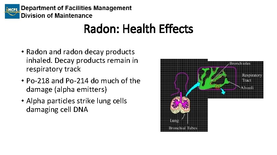 Radon: Health Effects • Radon and radon decay products inhaled. Decay products remain in