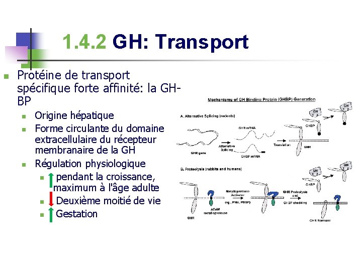 1. 4. 2 GH: Transport n Protéine de transport spécifique forte affinité: la GHBP