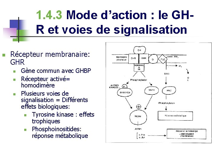 1. 4. 3 Mode d’action : le GHR et voies de signalisation n Récepteur