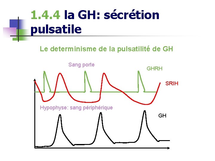 1. 4. 4 la GH: sécrétion pulsatile Le determinisme de la pulsatilité de GH