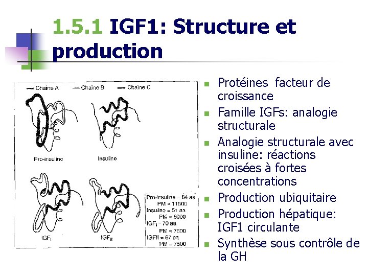 1. 5. 1 IGF 1: Structure et production n n n Protéines facteur de