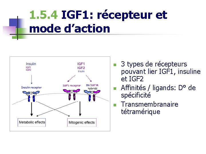 1. 5. 4 IGF 1: récepteur et mode d’action n 3 types de récepteurs