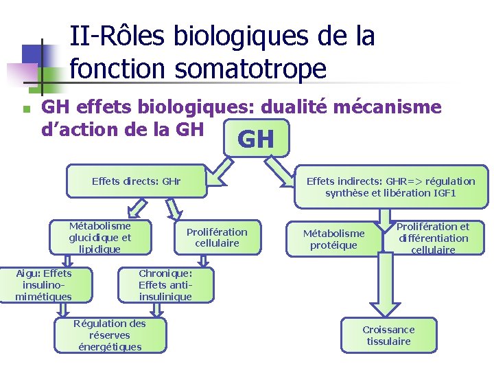 II-Rôles biologiques de la fonction somatotrope n GH effets biologiques: dualité mécanisme d’action de