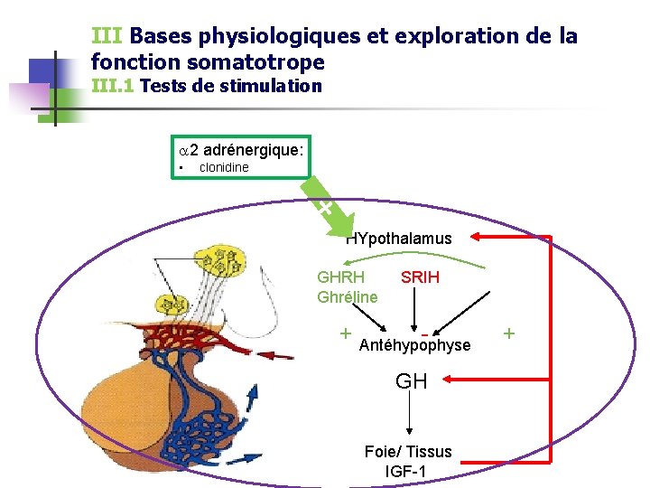 III Bases physiologiques et exploration de la fonction somatotrope III. 1 Tests de stimulation