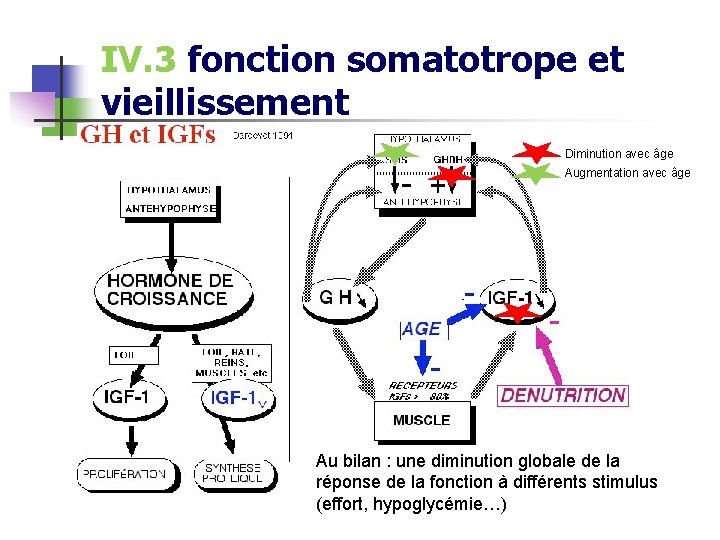 IV. 3 fonction somatotrope et vieillissement Diminution avec âge Augmentation avec âge Au bilan