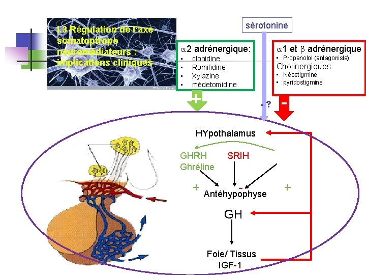 I. 3 Régulation de l’axe somatoptrope neuromédiateurs : implications cliniques sérotonine a 2 adrénergique: