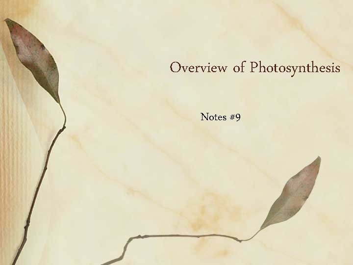 Overview of Photosynthesis Notes #9 