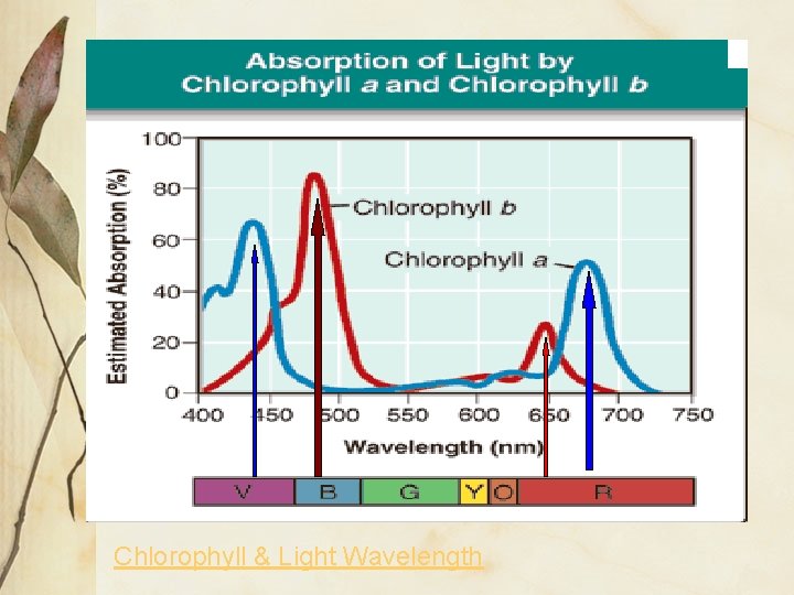 Chlorophyll & Light Wavelength 