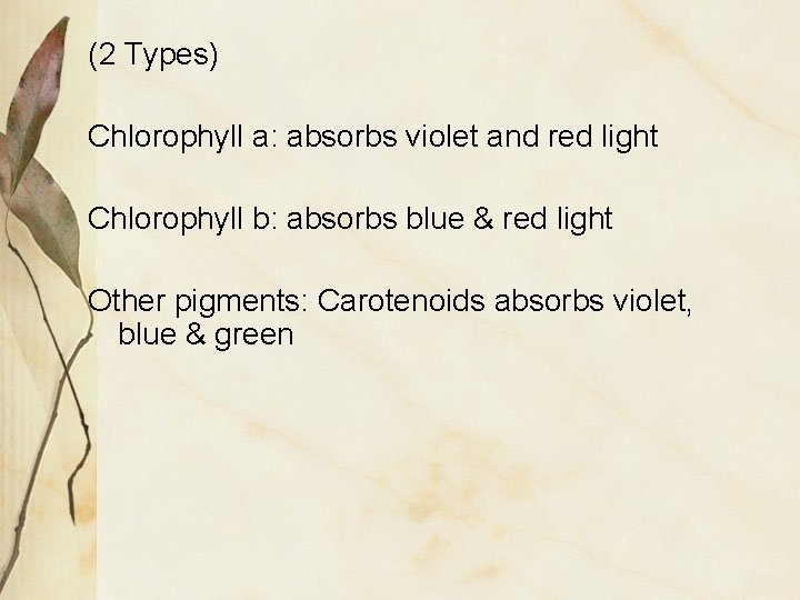 (2 Types) Chlorophyll a: absorbs violet and red light Chlorophyll b: absorbs blue &