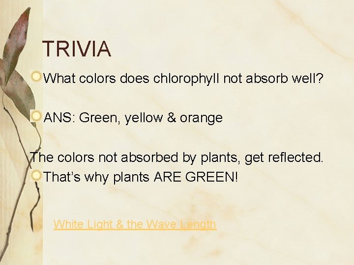 TRIVIA What colors does chlorophyll not absorb well? ANS: Green, yellow & orange The