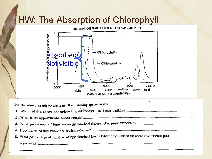 HW: The Absorption of Chlorophyll Absorbed/ Not visible 