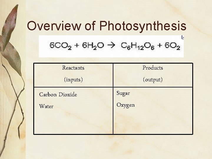 Overview of Photosynthesis Reactants (inputs) Carbon Dioxide Water Products (output) Sugar Oxygen 