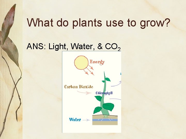 What do plants use to grow? ANS: Light, Water, & CO 2 