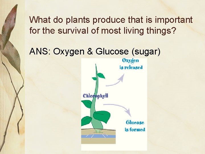 What do plants produce that is important for the survival of most living things?