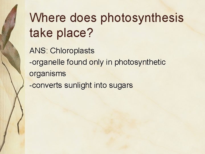 Where does photosynthesis take place? ANS: Chloroplasts -organelle found only in photosynthetic organisms -converts