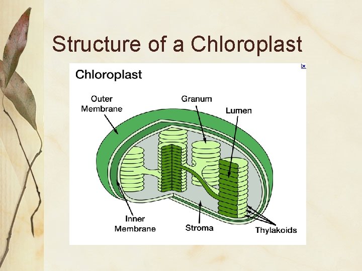 Structure of a Chloroplast 
