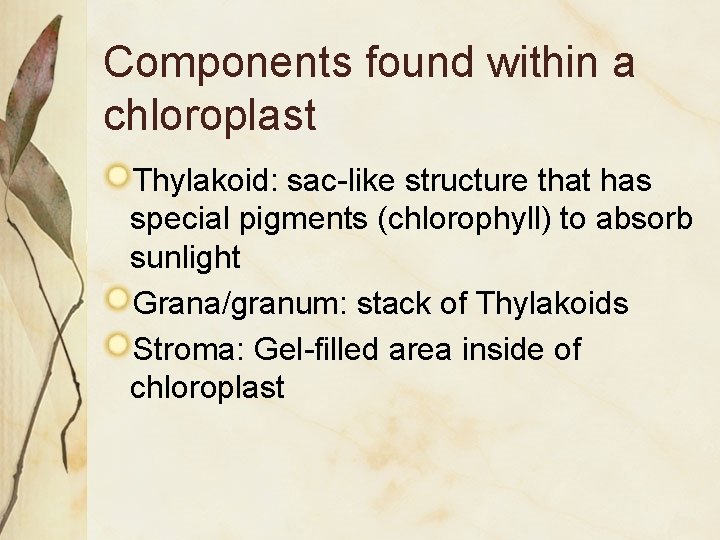 Components found within a chloroplast Thylakoid: sac-like structure that has special pigments (chlorophyll) to