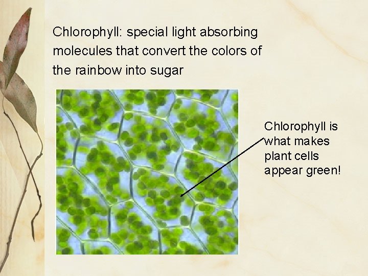 Chlorophyll: special light absorbing molecules that convert the colors of the rainbow into sugar
