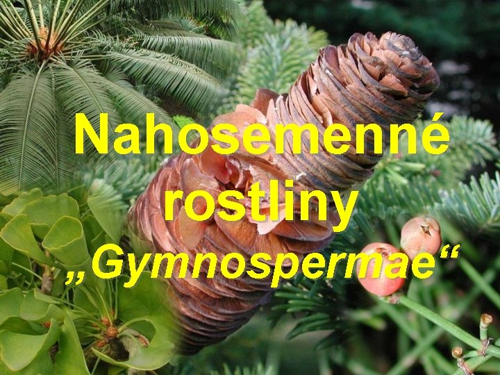 Nahosemenné rostliny „Gymnospermae“ 